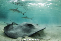 Stingrays and black tip reef sharks in a shallow lagoon o... by Dan Westerkamp 